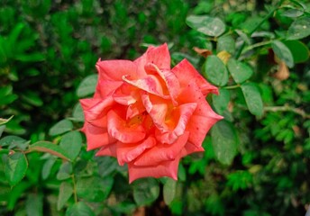 Beautiful pink rose flower blooming, high quality photo.