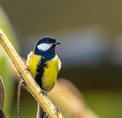 portrait d'une très belle mésange charbonnière, juchée sur son tournesol, regardant le...
