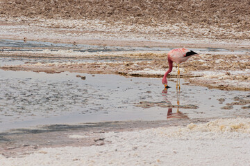 Paisagem deslumbrante das Lagoas Miñiques no Deserto do Atacama © Caio