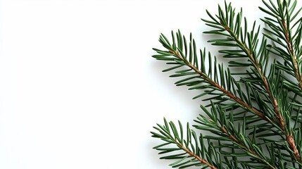 Fototapeta premium A design featuring a greeting card adorned with branches from a Christmas tree , isolated on white background, , copy space, copy space for text,