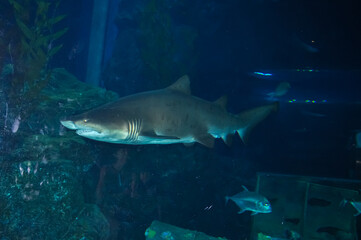 Marine aquarium in the oceanarium