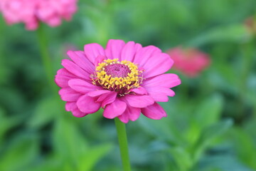 Obraz premium A vibrant pink flower blooming in a garden.