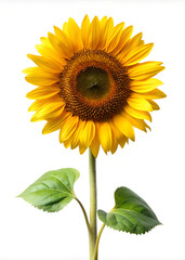 Obraz premium Bright Sunflower on White Background: Single Long Stem Beauty.