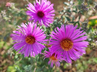 New England Aster (Symphyotrichum novae-angliae) purple flower