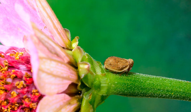 Agalmatium flavescens - close-up of a small plant sap-sucking leafhopper insect on a flower stem, Ukraine