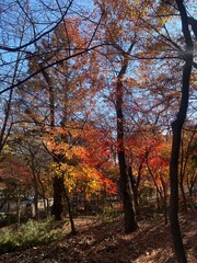 Fototapeta premium 가을 단풍 