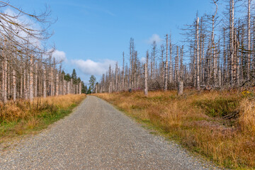 Wald im Harz