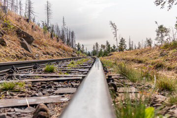 Bahnschiiene im Wald