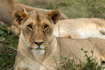 Naklejka premium portrait of lioness