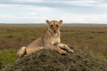 lion in the grass