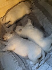 Malamute puppies sleeping