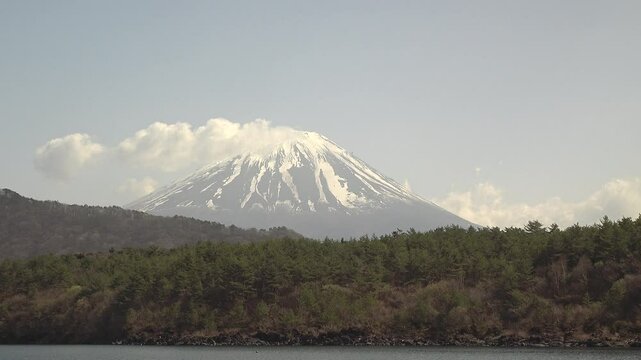 西湖と林を手前に聳える雪を被った富士山、固定撮影