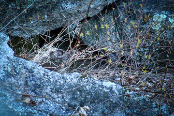 A Porcupine Pulling at Underbrush in a Forest Surrounded by Rocks