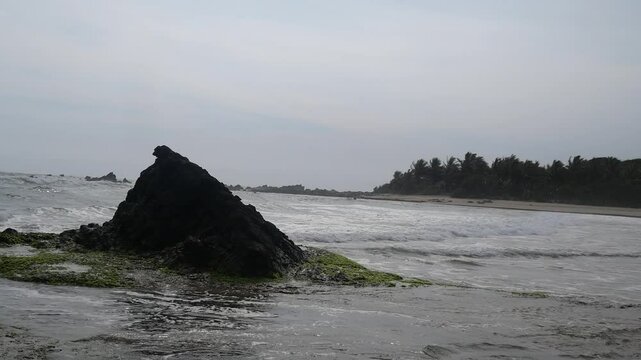 Green seaweed attached to large rocks on the beach during low tide. seaweed on the beach on the rocks. very beautiful and fertile with good seawater quality. maintain nature well