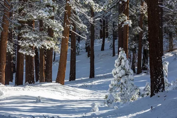 Fototapete Rund Winter forest © Galyna Andrushko