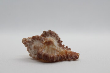 Seashell: Murex Firebrand. High definition focus stacked macro photograph of shell on isolated on white background. Scientific Name: Chicoreus Torrefactus Common name : Murex or rock snail.
