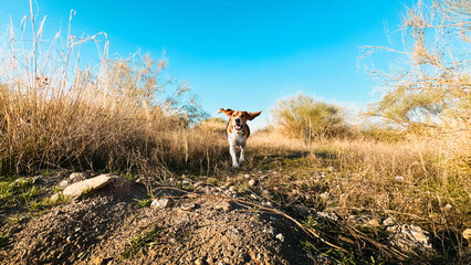 Beagle running on the field.. Happy dog enjoying outdoors