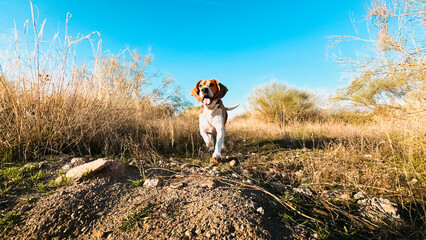 Beagle running on the field.. Happy dog enjoying outdoors