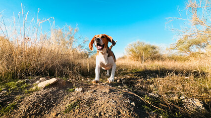 Beagle running in the fields