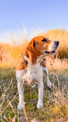 Beagle dog in the field. 