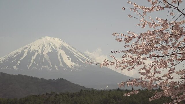 富士山と青空を背景にした風に揺れる桜の花のクローズアップ、固定撮影