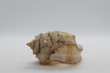 Broken Spiny Dye Murex (bolinus Brandaris) seashell isolated on a white background