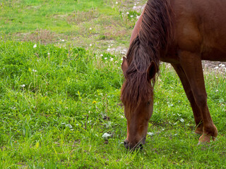 The horse calmly grazes on a green meadow, enjoying fresh grass under a clear sky, personifying...