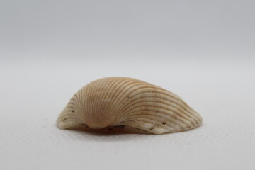 Bivalve mollusk transverse ark or transverse ark clam (Anadara sp. transversa var.) undersea, Atlantic Ocean isolated on a white background
