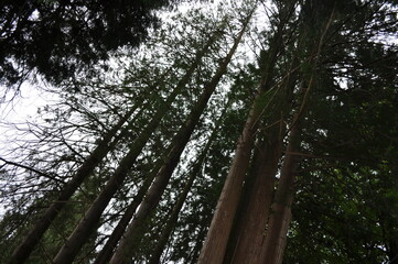 Fototapeta premium arbres
