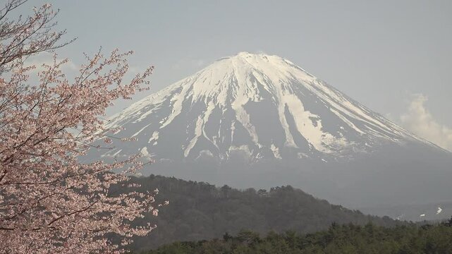 富士山と青空を背景にした風に揺れる桜の花のクローズアップ、固定撮影