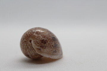 Sea shells (Cephalaspidea)bulla ampulla shell isolated on a white background
