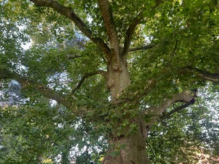 Obraz premium Beautiful tree with green leaves growing outdoors
