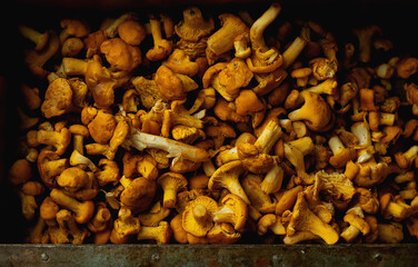 Chanterelle mushrooms
