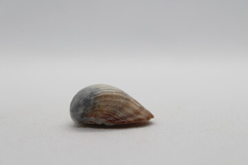 Beautiful sea shells of common cockle isolated on a white background. Cerastoderma edule. Decorative ribbed oval seashells of edible saltwater clams.