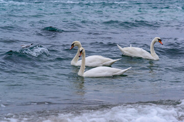 The mute swan Cygnus olor - three adult swans with a red beak swim ashore on the beach of Odessa, Black Sea