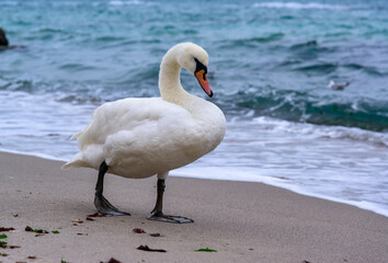 Obraz premium The mute swan Cygnus olor - an adult swan with a red beak walks on the sand near the edge of the Black Sea