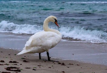 The mute swan Cygnus olor -  an adult swan with a red beak stands near the water on the shore of...