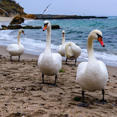 Obraz premium The mute swan Cygnus olor - white birds walk on the sand on the sandy beach of Odessa, Black Sea