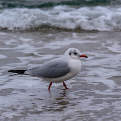 Fototapeta premium Black-headed Gull Larus ridibundus - birds rest on the shore and walk on the sand on the sandy beach of Odessa, Black Sea