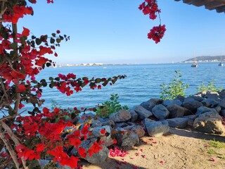 Bright red bougainvillea framing a serene sea view, with sailboats on the water and distant hills.