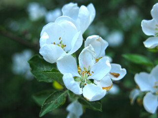Fototapeta premium apple tree blooms with white flowers in spring