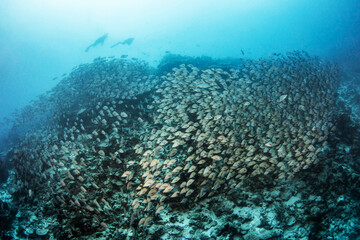 Fototapeta premium Humpack red snapper, French Polynesia 