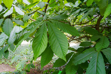 leaves of Asimina triloba aka American paw paw, small deciduous tree native to the eastern United States and southern Ontario, Canada