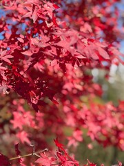 red autumn leaves