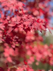 red autumn leaves