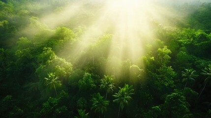 Obraz premium Serene Sunlight Filtering Through Lush Green Tropical Canopy