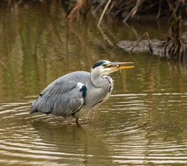 Fototapeta premium portrait d'un joli héron cendré, dans son élément, l'eau, mangeant de petits poissons