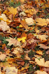 Fallen autumn leaves on the grass in the park. Yellow fallen leaves on the ground. Autumn background, selective focus. Fallen autumn leaves form the ground cover on the lawn in the park