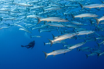 Obraz premium Barracuda, French Polynesia