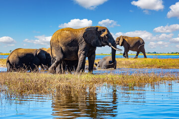 Naklejka premium The elephants